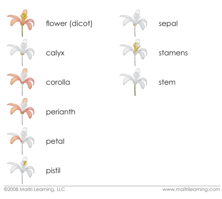 Parts of the Dicot Flower Vocabulary